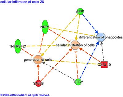 Correlates of vaccine protection against Mycobacterium avium sub-species paratuberculosis infection revealed in a transcriptomic study of responses in Gudair® vaccinated sheep